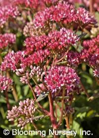 Sedum 'Abbeydore'